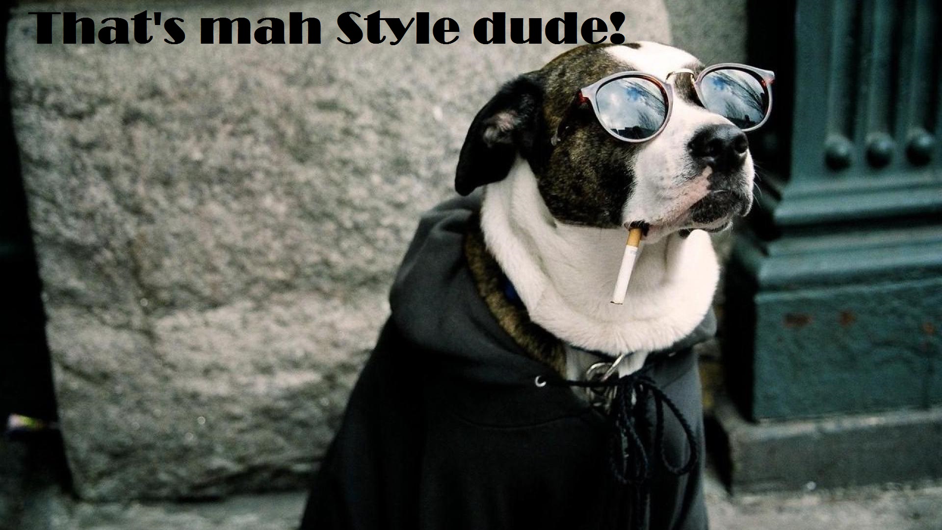Thats Mah Style Dude - Dog with cooling glasses