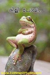കിളി പോയി - തവള - Kili Poyi - Frog Sitting Mad