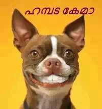 ഹമ്പട കേമാ - പട്ടി ചിരി - Dog Smiling