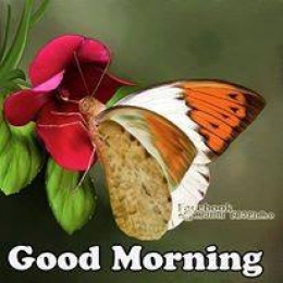 Good Morning - Butterfly in Flower
