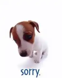 Sorry - Puppy