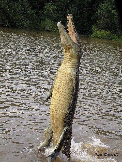 Crocodile - Wanting to eat