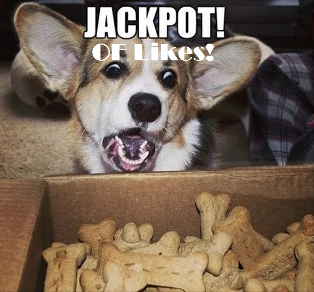 Jackpot Of Likes - Dog Wondering