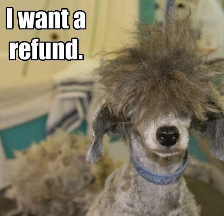 I Want A Refund - Dog with stupid hair