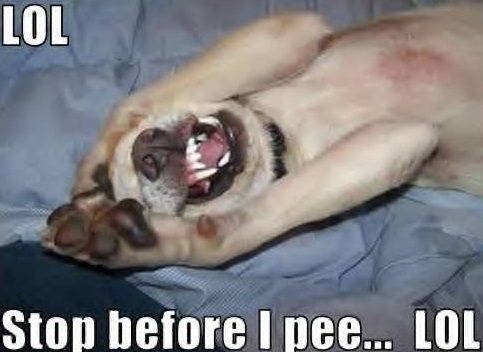 LOL Stop Before I Pee... LOL Dog