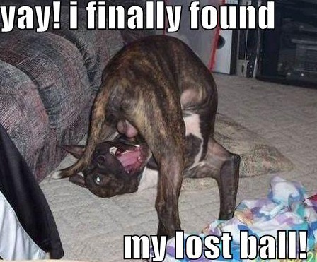 Yay I Finally Found My Lost Ball