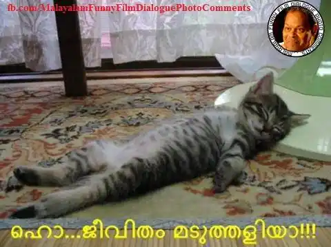 ഹോ ജീവിതം മടുത്തളിയാ - പൂച്ച - Ho Jeevitham Maduthaliya - Cat sleeping like human