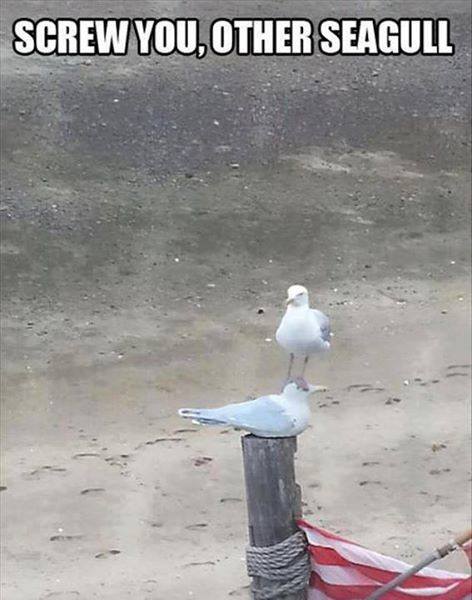 Screw You Other Seagull