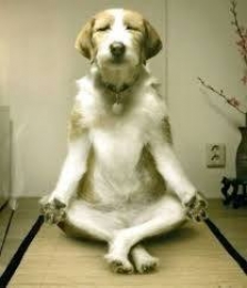 Dog doing Yoga. Sitting calm