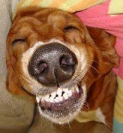 Hahahaha - Dog Laughing LOL