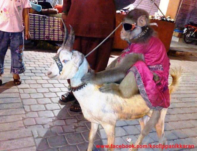 Indian monkey riding on Goat funny