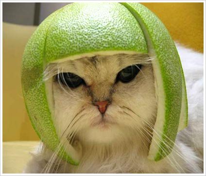 Cat Under Watermelon