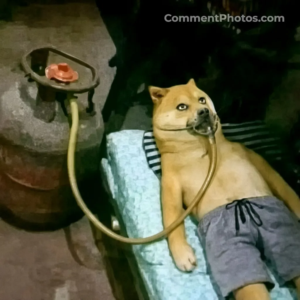 LPG gas as oxygen - Doge meme - Dog meme - LPG gas as oxygen - Doge meme - Dog meme