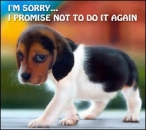 I am Sorry - I Promise Not To Do It Again - Cute Puppy