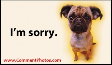 I am Sorry - Pug Dog