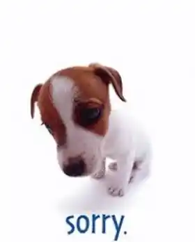 Sorry - Puppy