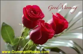 Good Morning - Red Roses