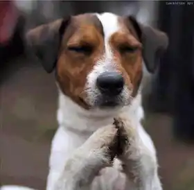 Dog Praying