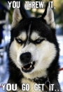 You Threw It You Go Get It - Wolf, Dog Angry