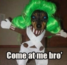 Come At Me Bro - Dog in Costume
