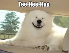 Tee Hee Hee - Dog laughing