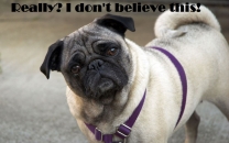 Really I Dont Believe This - Pug Dog Wondering
