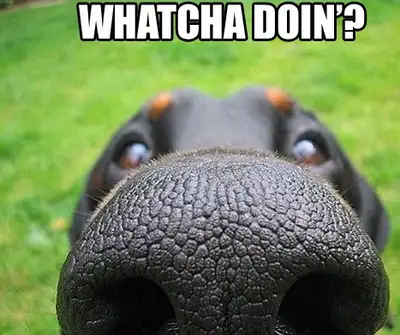 Watcha Doin