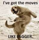Ive Got The Moves Like Jagger - Funny Dog Dancing