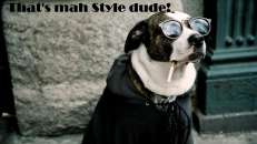 Thats Mah Style Dude - Dog with cooling glasses