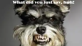 What Did You Just Say Huh - Angry Dog