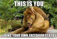 This is You - Liking your own status - Lion Licking His Balls and Ass