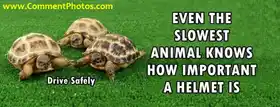 Even the slowest animal on the earth knows How Important A Helmet Is