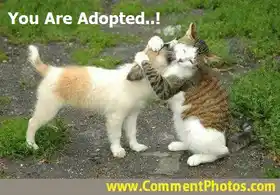 You Are Adopted - Cat Hugs Dog - Kitty Hugging Puppy