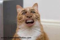 Nicholas Cage funny cat laugh