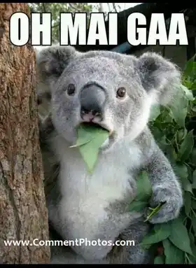 Oh Mai Gaa - Shocked Koala Bear Oh My God. OMG