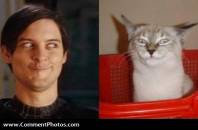 Close Enough - Tobey Maguire and Cat Expression