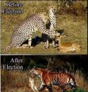Before Election and After Election - Leopard, Tiger Killing and Eating