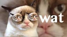 Wat - Funny Angry Grumpy Cat Asks What