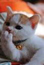 Oh No - Cute Kitty Cat MouthShut