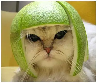 Cat Under Watermelon