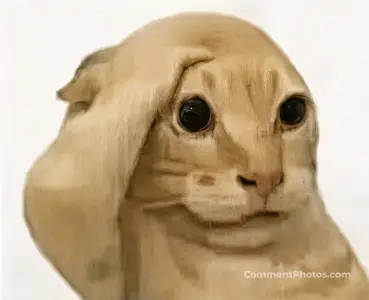 Funny bald cat meme - scratching head reaction