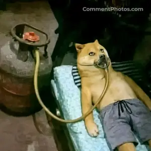 LPG gas as oxygen - Doge inhaling cooking gas - Shiba Inu Dog meme meme 
