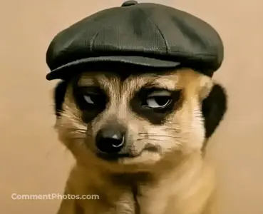 Meerkat wearing a dark flat cap (newsboy hat) and giving a suspicious, side-eye, or knowing smirk