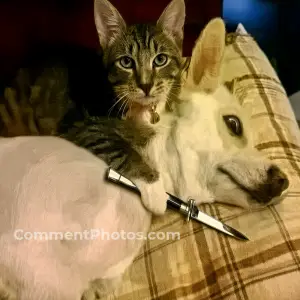 Tell Me Or This Dog Will Die